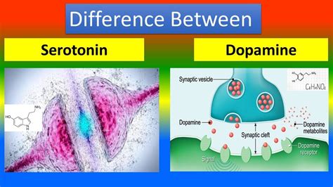 Serotonin And Dopamine