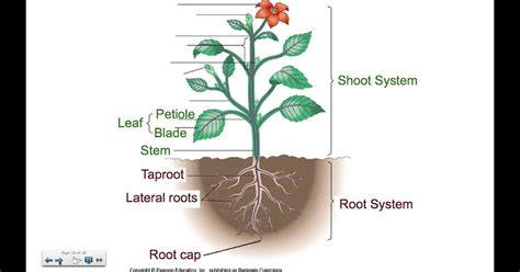 Science Class 5EP PLANTS