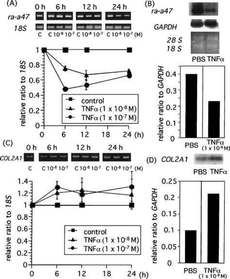 Kinetic Effects Of Tnfα On The Expression Of Ra A47 A B And Col2a1