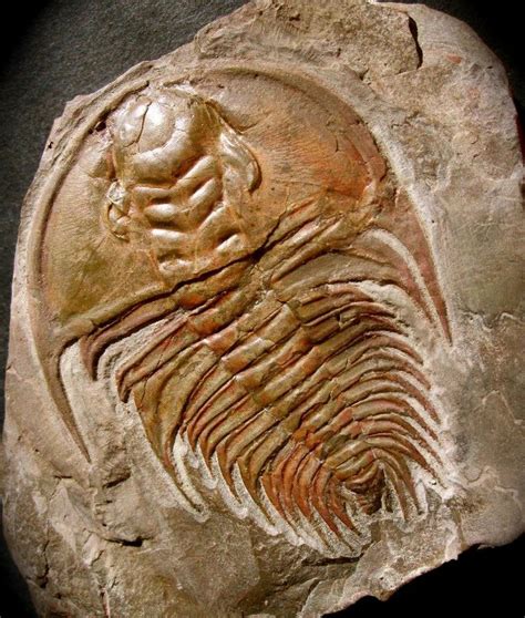 100 best images about :: marine fossils :: on Pinterest | Museums, New ...