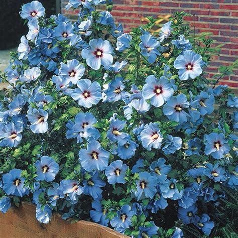 Spring Hill Nurseries 4 in. Pot Bluebird Rose of Sharon (Althea), Live Deciduous Plant, Blue ...