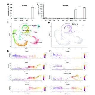 Developmental Regulation Of Murine Samd4a Expression A The MRNA