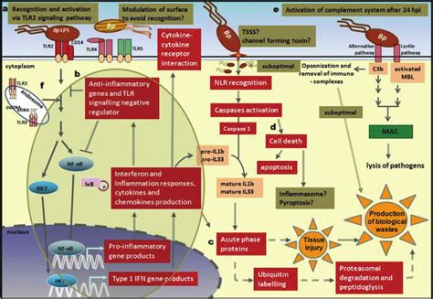 A Summary Of Host Immune Responses To B Pseudomallei Acute Infection Download Scientific