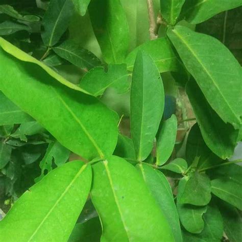 Jual Daun Jambu Air Segar Lembar Baru Di Petik Shopee Indonesia