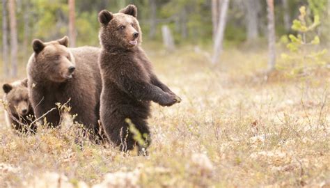 How to Measure a Bear's Weight From Its Foot Size | Sciencing