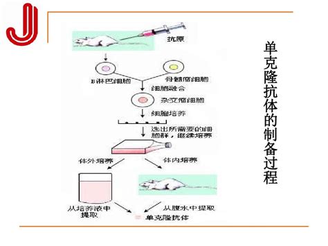 单克隆抗体的制备word文档在线阅读与下载免费文档