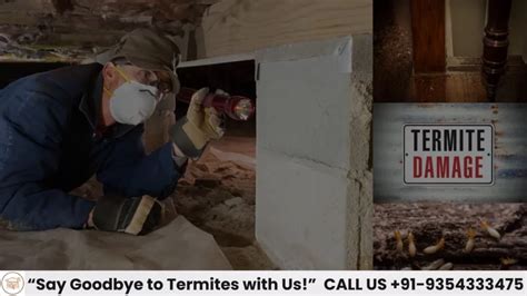 Best Termite Control Company In Gurgaon Deemak Roko