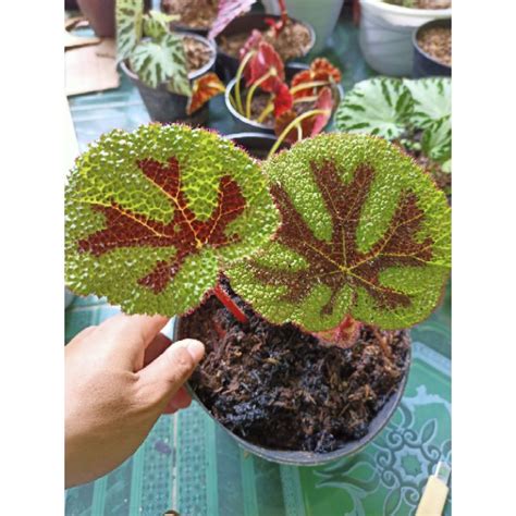 jual tanaman hias begonia kuku macan begonia tapak macan begonia rex