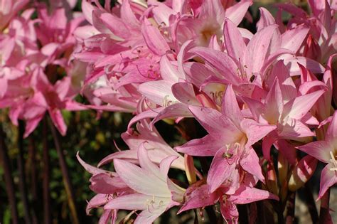 Kostenloses Foto Lilien Blüten Rosa Blumen Kostenloses Bild auf