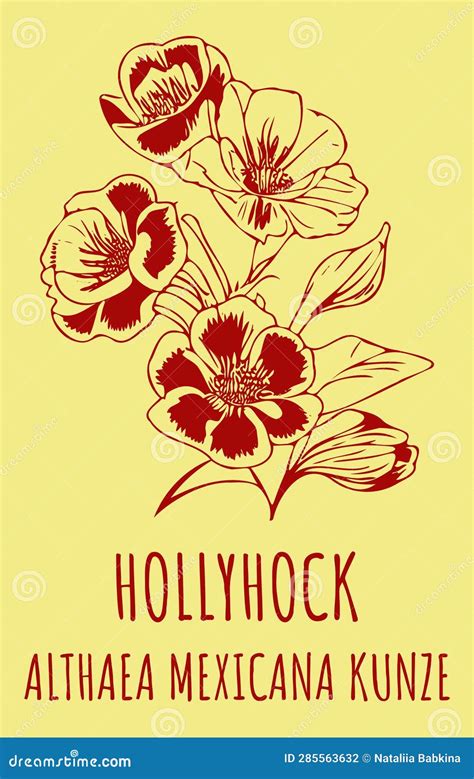 Hollyhock De Dibujos Vectoriales Ilustración De Mano Nombre Latino Althaea Mexicana Stock De