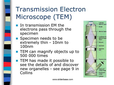 Electron Microscope Presentation Cell Biology