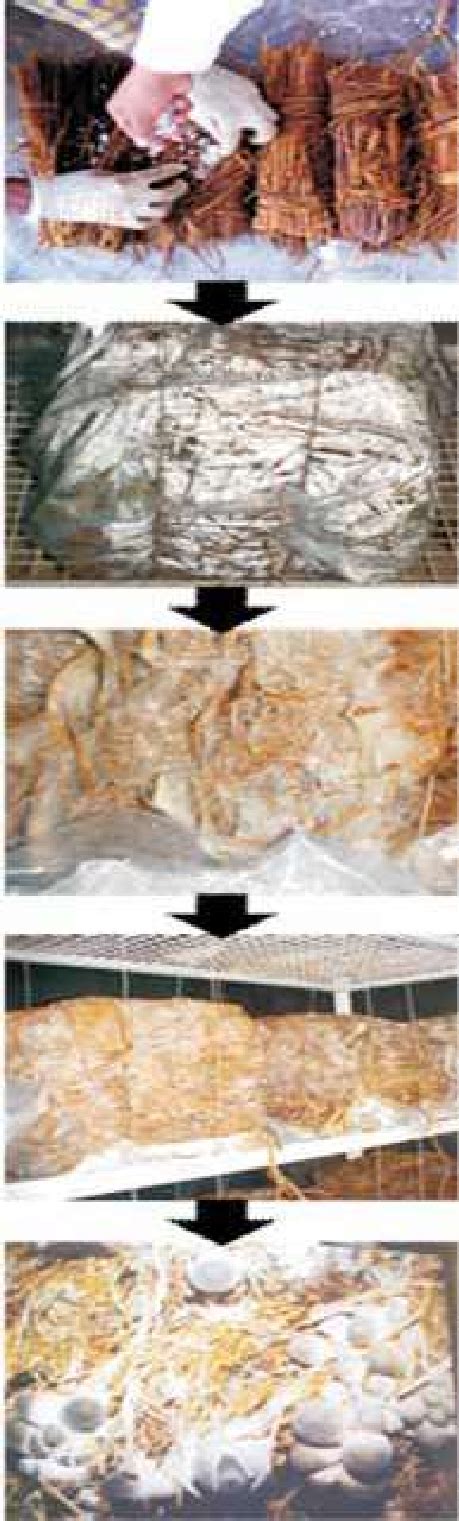 4. Stages of paddy straw mushroom cultivation | Download Scientific Diagram