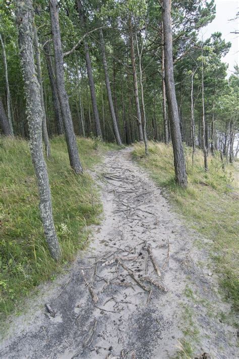 Winding forest path stock image. Image of summer, forest - 106143577