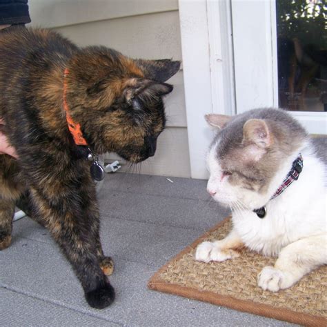 how to introduce a new cat to your home