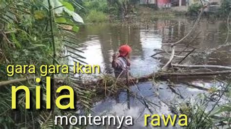 Mancing Ikan Nila Liar Mancing Di Rawa Kalimantan Dapat Nila Babon