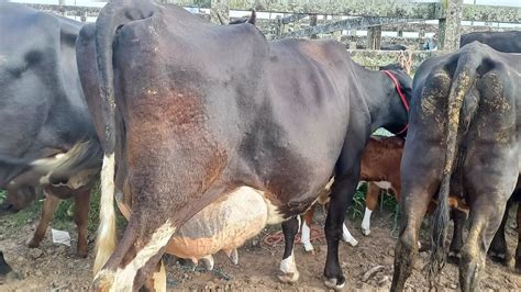 Feira Das Vacas Leiteiras Capoeiras Pe12052023 Youtube