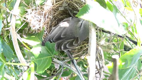 Loiseau Fait Son Nid Bird Nesting Youtube