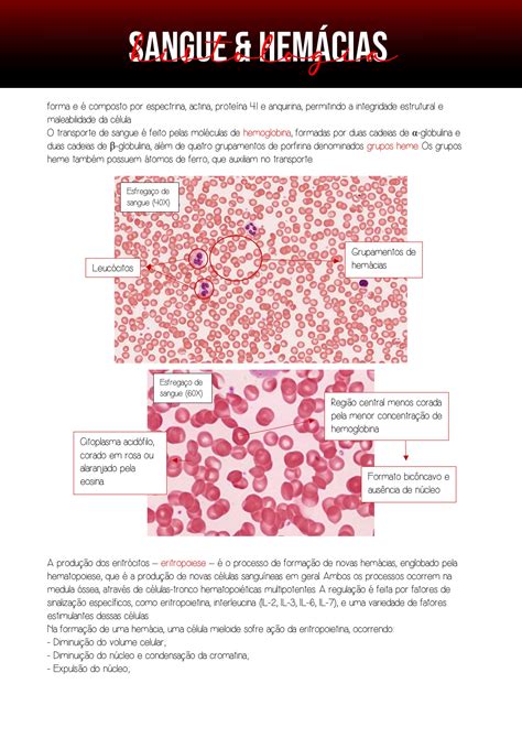 SOLUTION Histologia do tecido sanguíneo Studypool