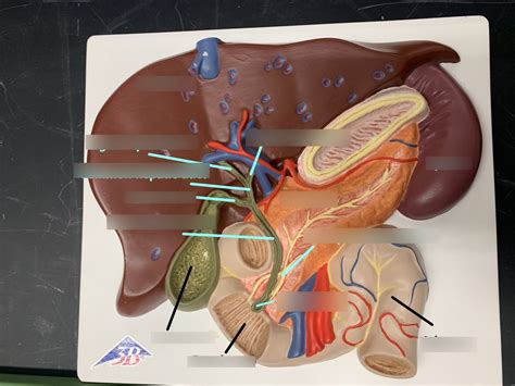 Liver Bile Duct Diagram Quizlet