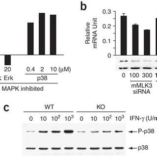 Effect Of P38 And MLK3 On IFN Induced IP 10 Expression A