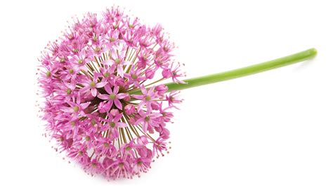 Allium Isolated On A Transparent Background 47814119 PNG