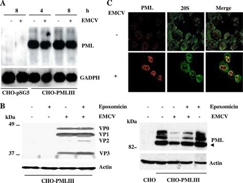 A Emcv Infection Did Not Alter Pml Mrna Levels Cho Cells Transfected