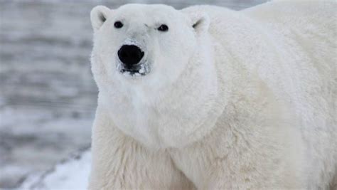 Por qué los osos polares no resbalan en el hielo