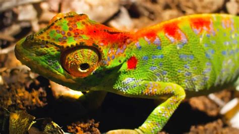 Female Chameleon Erupts with Color Before Death | Watch on PBS Wisconsin