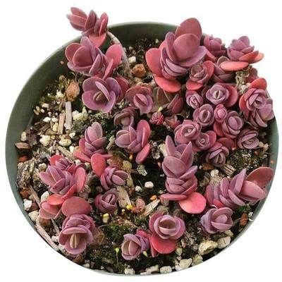 Sedum stonecrop succulents best succulent ground cover plants care ...