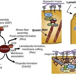 The regulation of small GTPases and models of RhoA-, Rac1-and ... 