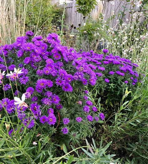 Raublatt Aster Purple Dome Aster Novae Angliae Purple Dome G Nstig Kaufen