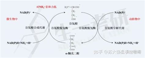 生物化学思维导图 氨基酸与蛋白质代谢 知乎