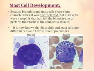 Mast Cells Histology