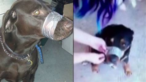 After Woman Arrested In Nc For Taping Dogs Mouth Shut Woman Defends