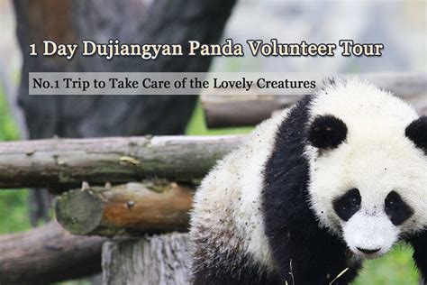 Chengdu Panda Tour Panda Volunteer Tour Panda Tours China 2023