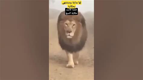 كل شيء ممكنو تستمر قصة أسد 🦁 الأطلس السبع بالتوفيق لأسود الأطلس في