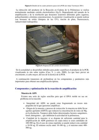 PCR Fundamento PDF