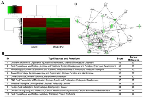 Ingenuity Pathway Analysis Ipa Summary A Clustering Of