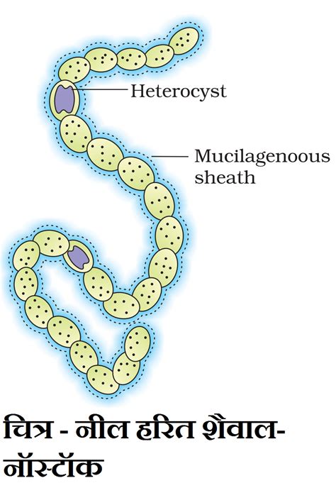 Cyanobacteria Cell Structure