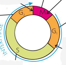 2 1 6 Cell Division Cell Diversity And Cellular Organisation