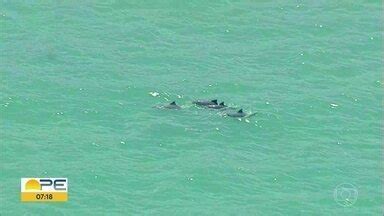 Bom Dia PE Biólogo explica aparecimento de golfinhos na costa do