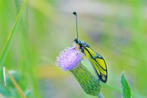 ascalaphus sibiricus stock photo image  yellow butterfly