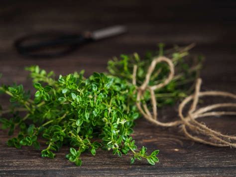 Gewürzpflanzen 10 besten für Garten Balkon Plantura