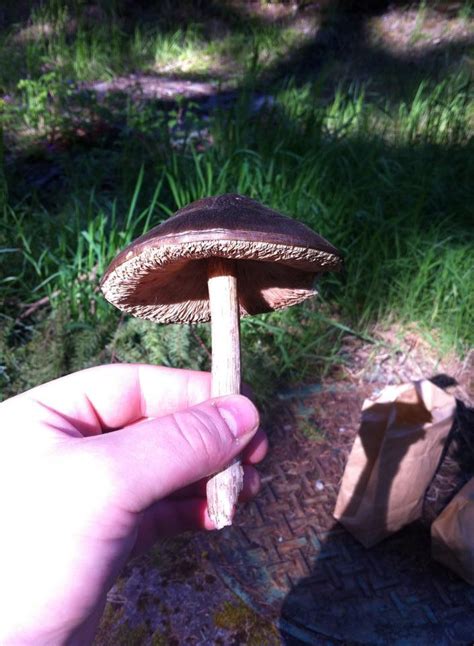 Help Identifying Pacific Northwest Woodchip Mushrooms Mushroom