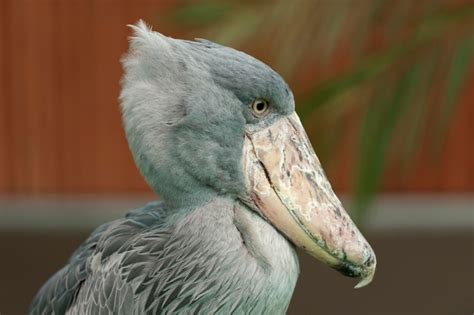 Premium Photo The Rare Bird Shoebill Balaeniceps Rex Also Known As