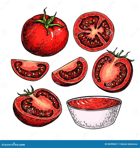 Sistema Del Dibujo Del Vector Del Tomate Tomate Aislado Pedazo Cortado Y Salsa De Tomate