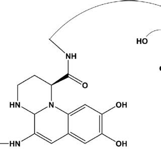 Typical Structure Of Pyoverdine Based On A Di Hydroxyquinoline