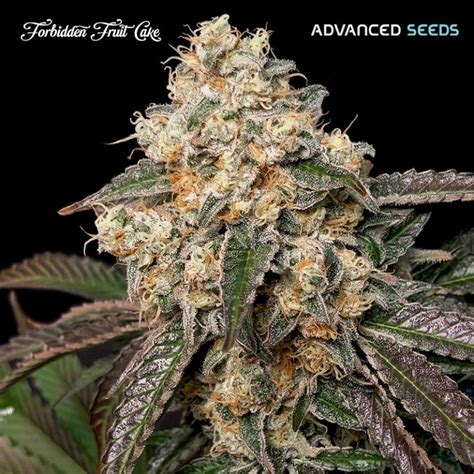 Forbidden Fruit Cake Advanced Seeds