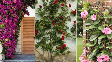 Plantas Trepadoras Con Flor Resistentes Al Sol Descubre Las Ideales