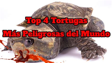 Top Tortugas M S Peligrosas Del Mundo Youtube